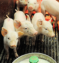 Foto: Universität Hohenheim / Fg. für Infektions- und Umwelthygiene bei Nutztieren.